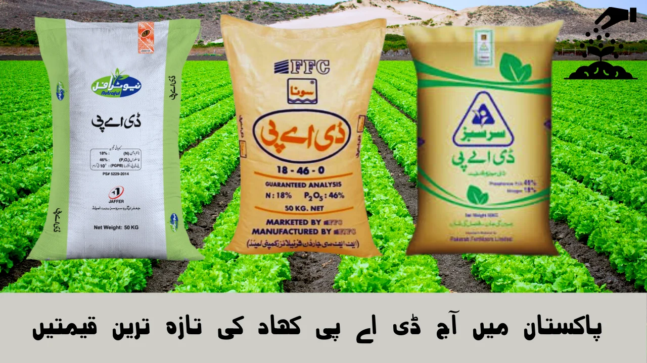 DAP Fertilizer Price in Pakistan Today